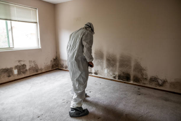 Best White Mold Remediation in University Park, MD